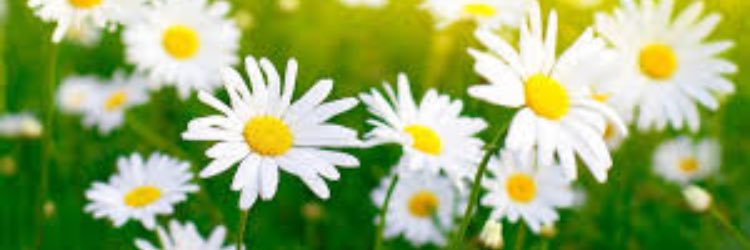 jesskiddding's profile banner image