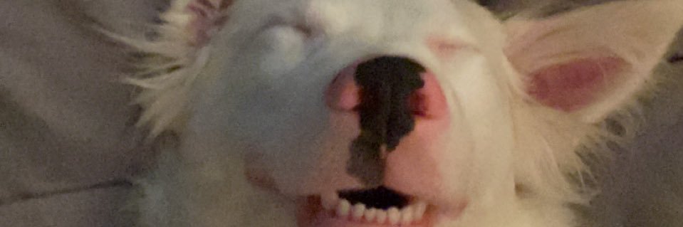 Baby Cow 🐮 banner