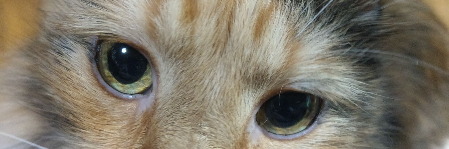 faz100000's profile banner image