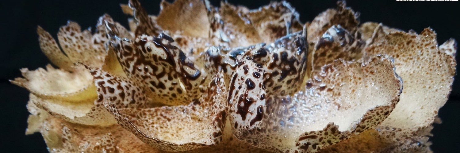 bakeryworkshops's profile banner image