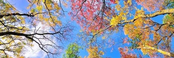 Nativa da Amazônia.🌞🌫️ banner