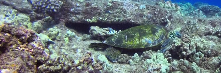TortugaLeah's profile banner image