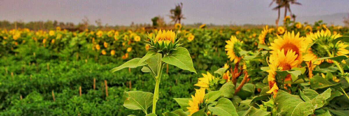 ilhamflow's profile banner image