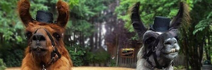 AndrewKTaws's profile banner image