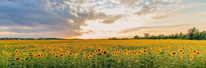 solpalatum's profile banner image