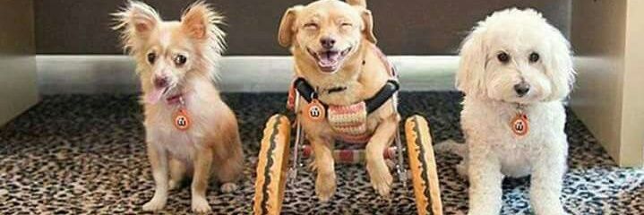 lusamara lusamara banner