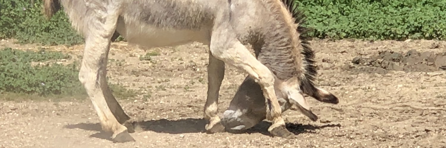 Andrea Contoni banner