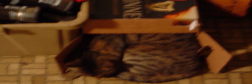 MonkeyMan2001's profile banner image