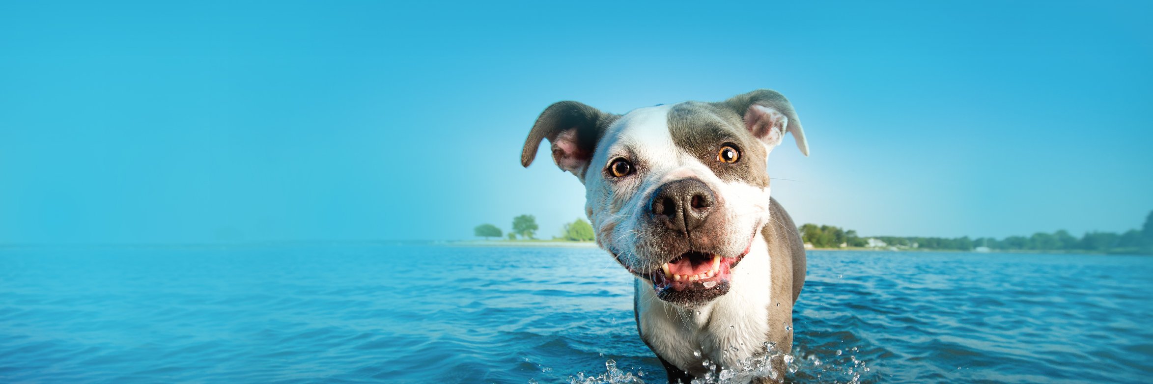 Solid Gold Pet banner