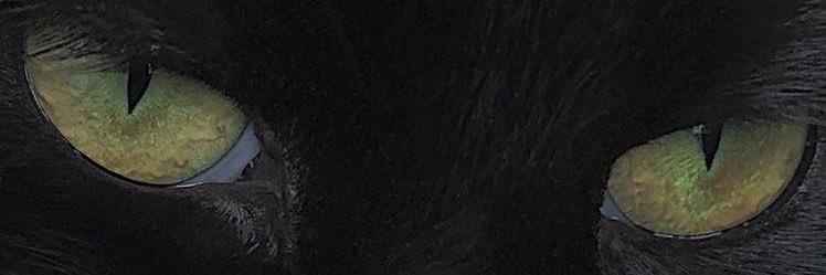 หงส์เดียวดาย banner