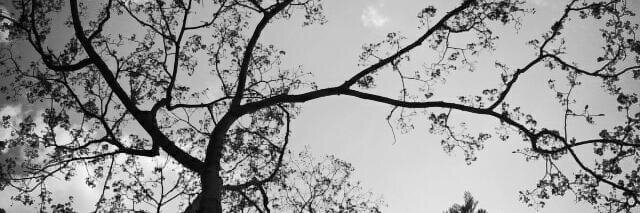 _CarmenF's profile banner image