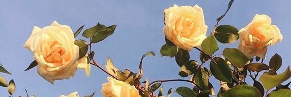abbidoodIe's profile banner image