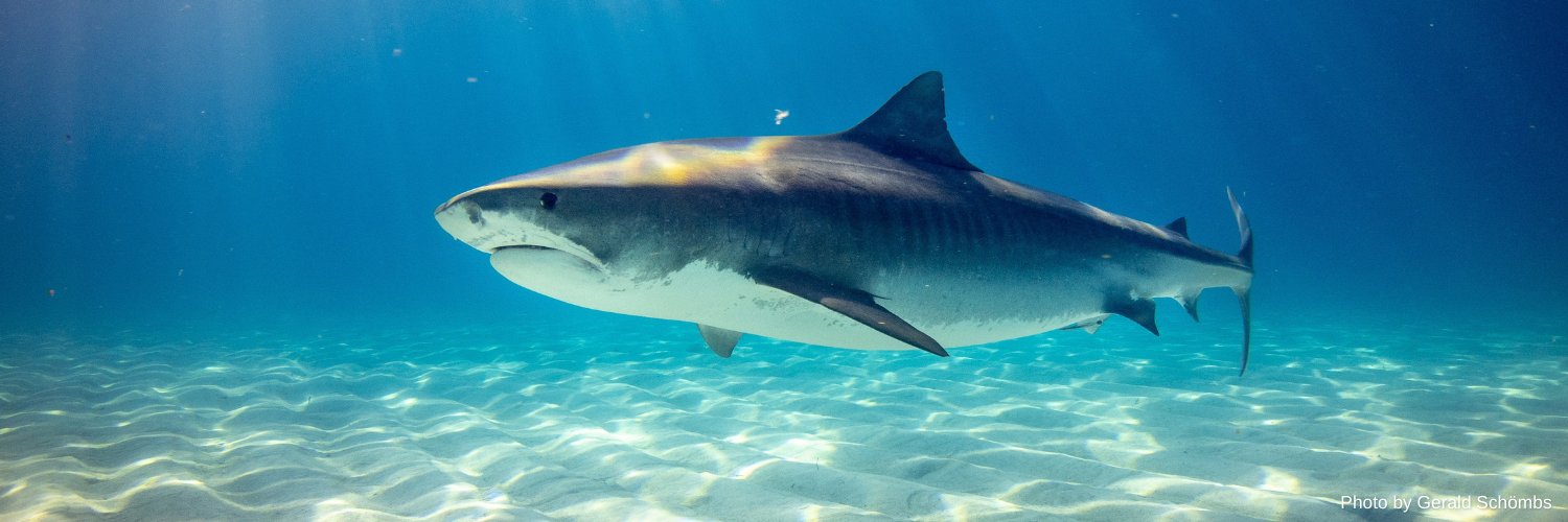 SharkPulse banner