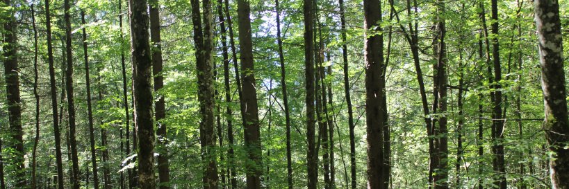 Julia Alburquerque banner