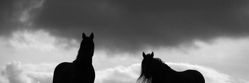 MooreEquine1's profile banner image