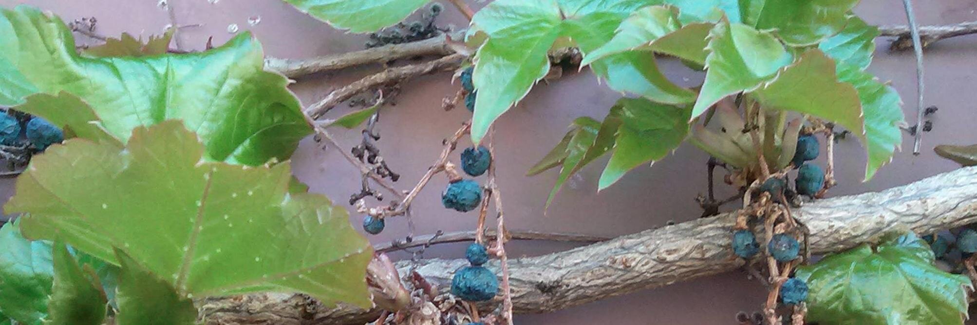sacredrootkava's profile banner image