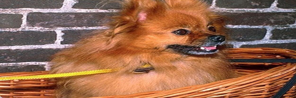neynewniesync's profile banner image