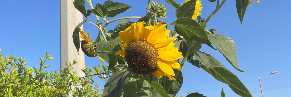 MissAjlan's profile banner image