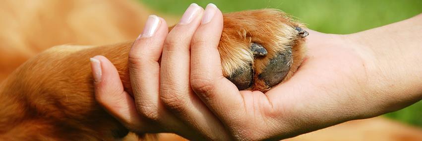 BC SPCA West Van banner
