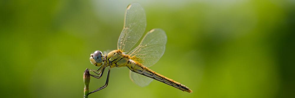 Caroline de Brouwer banner