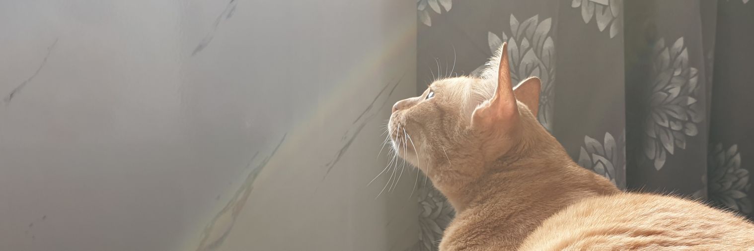 maowischubby's profile banner image