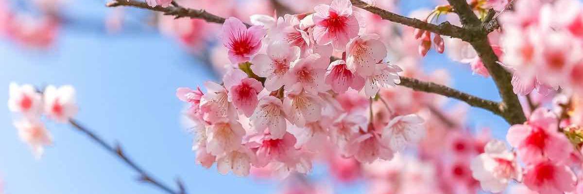 𝔸𝕣𝕚☕︎︎🔞 banner