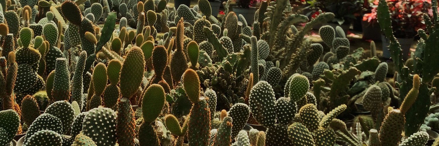 🌵Aranza Devia 🌵 banner