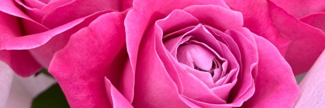 vivid_pink_'s profile banner image