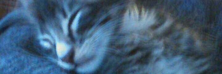 jaredsit0's profile banner image
