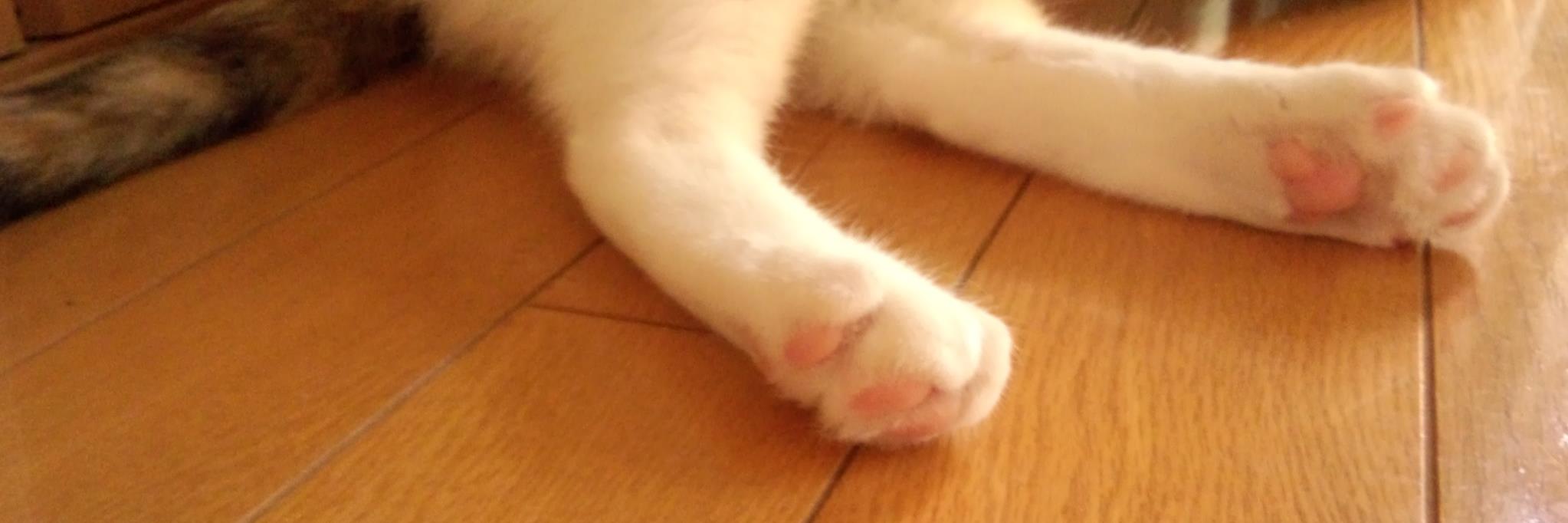 chisamonta's profile banner image
