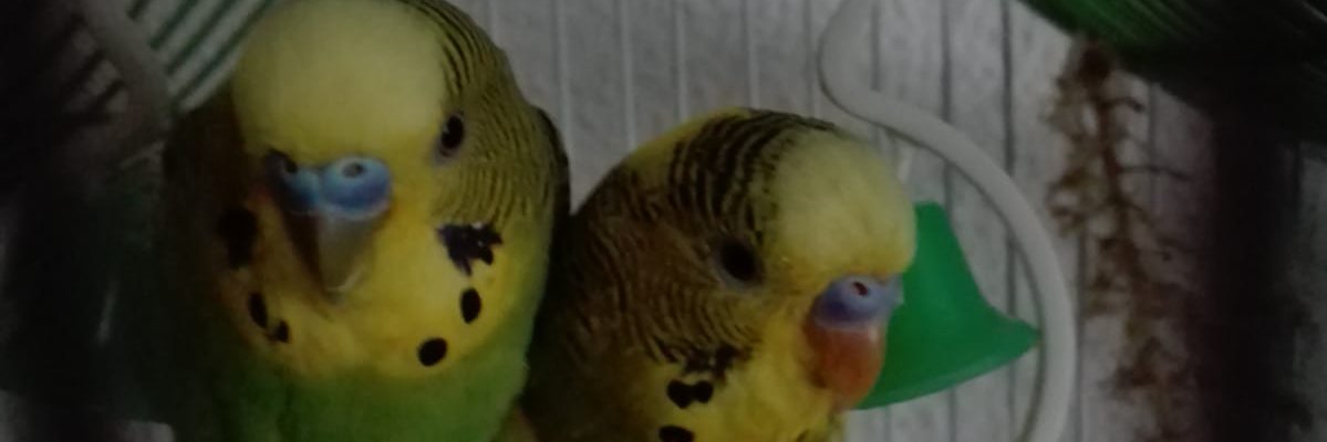KyruMe's profile banner image