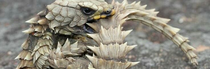 lizard_littlboy's profile banner image