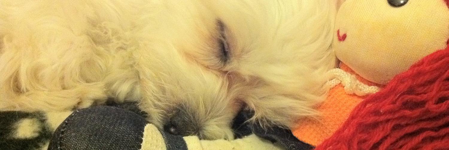 MayaTheMaltese's profile banner image