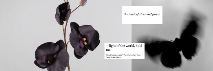 𝒂𝒔𝒉. banner