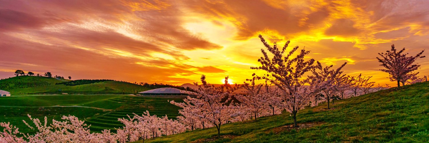 Matthew Toohey banner