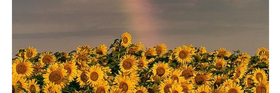 baabyitstaylor's profile banner image
