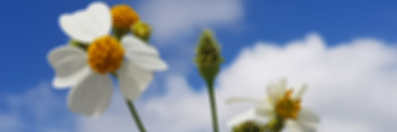bkmapmop's profile banner image