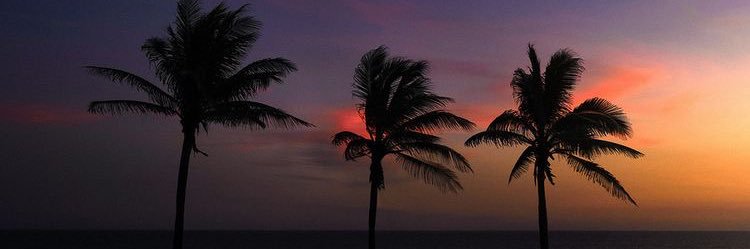 Sarah Anou(art) banner