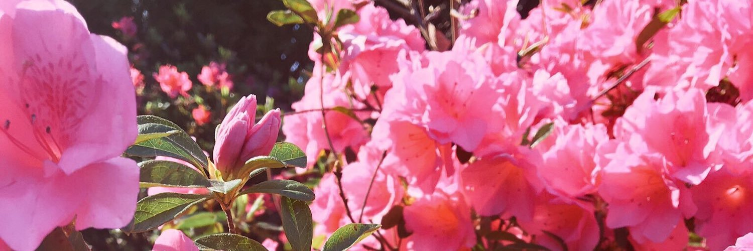 hsavageee's profile banner image
