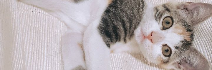 micavibes_'s profile banner image