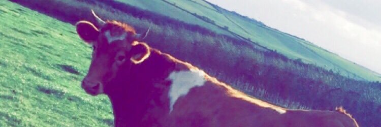 laurenmcb96's profile banner image