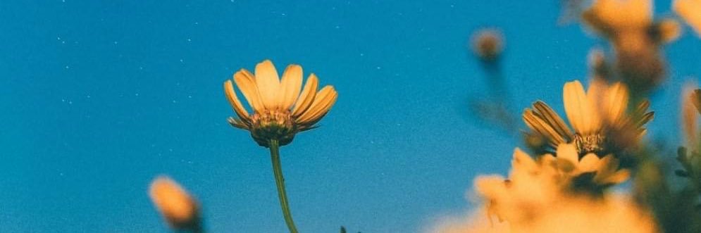 jacquelynxcl's profile banner image