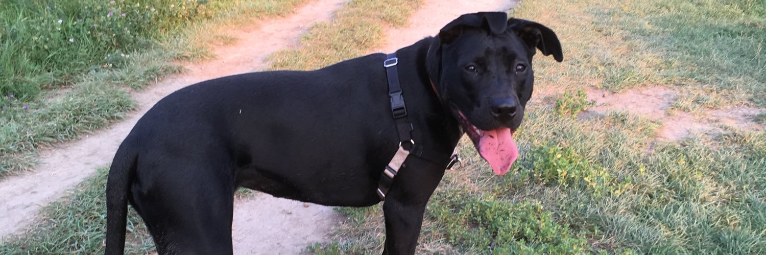 suz banner