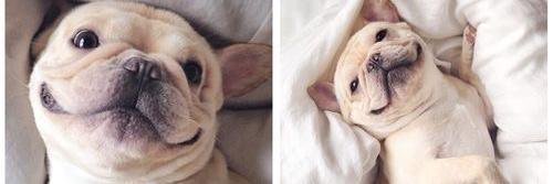 PuppyPorns's profile banner image
