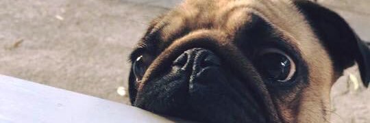 LulaThePug's profile banner image