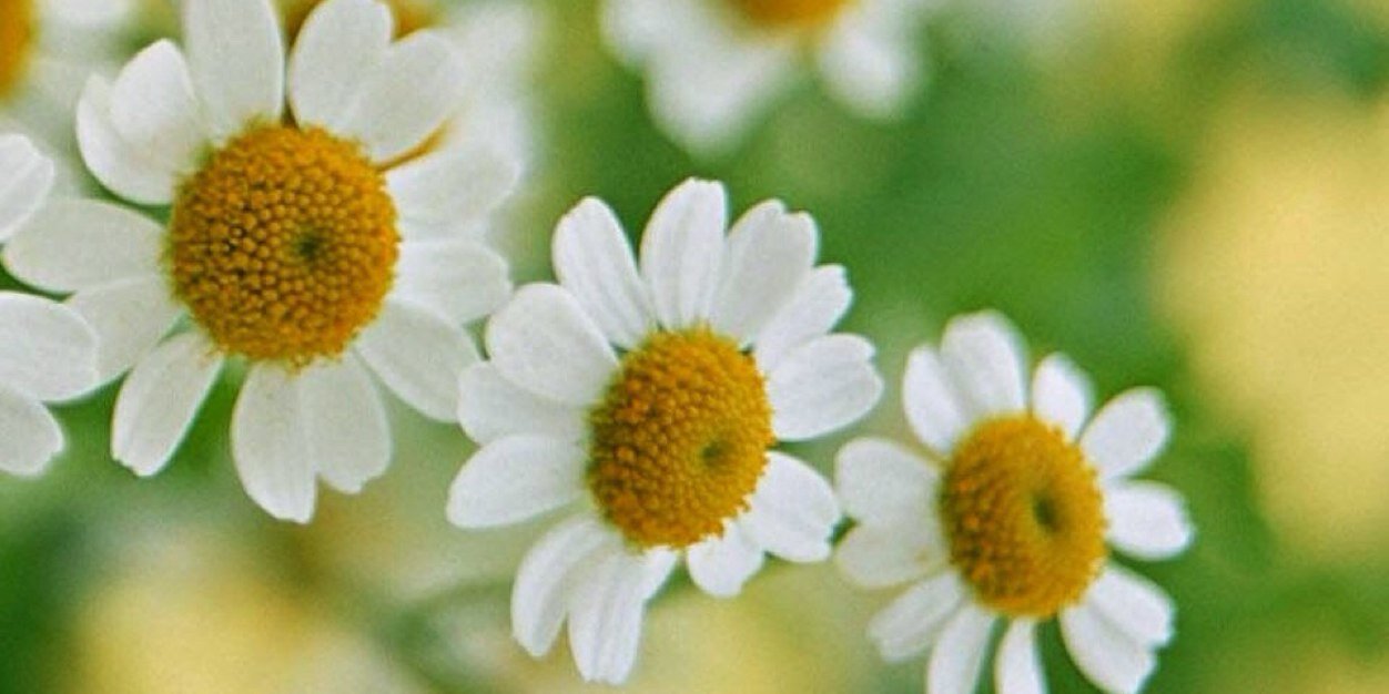 suprasexyswag's profile banner image