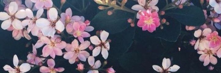 Lis22's profile banner image