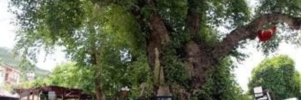monurvolkan's profile banner image