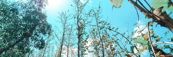 liestria Profile Banner