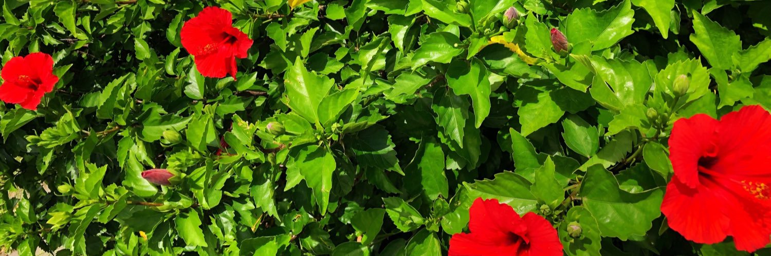 pm1215's profile banner image